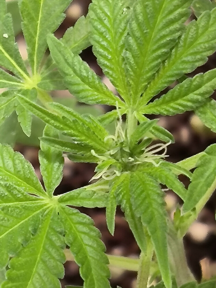 Growreport Bild 9