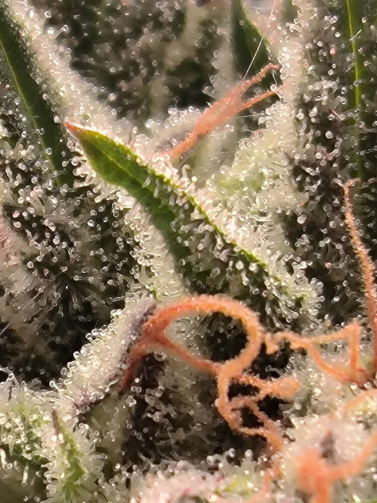 Nahaufnahme von Trichomen und Pistillen einer Cannabisblüte, die auf eine fortgeschrittene Blütephase hindeuten.