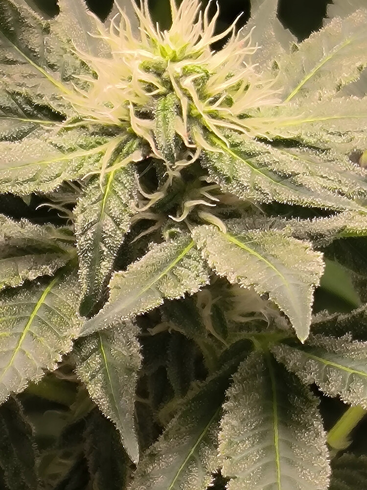 Growreport Bild 7