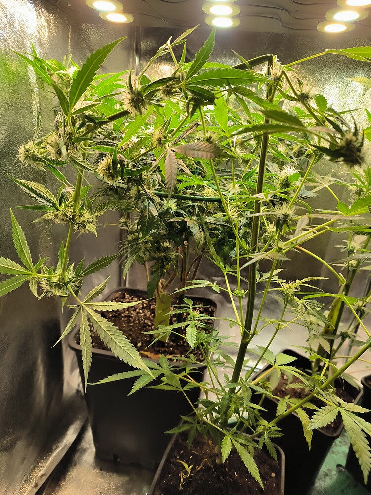 Eine Cannabis-Pflanze in einem schwarzen Topf, die sich in der Blütephase befindet. Sie hat mehrere Zweige mit beginnenden Blütenständen und Blättern. Im Hintergrund sind weitere Pflanzen und ein Grow-Zelt mit Beleuchtung zu sehen.