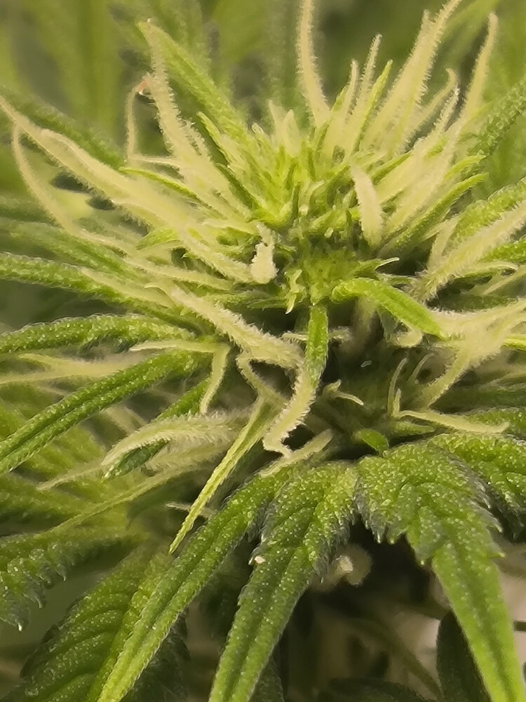 Nahaufnahme eines Cannabis-Buds in der Blütephase, mit vielen weißen Trichomen und Pistillen.