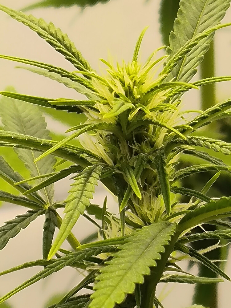 Growreport Bild 65