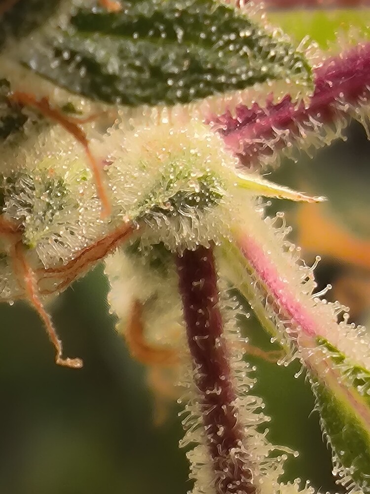 Growreport Bild 1