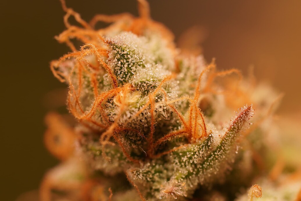 Growreport Bild 9