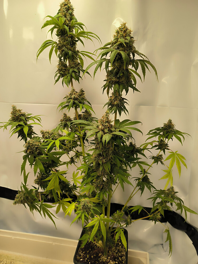 Growreport Bild 40