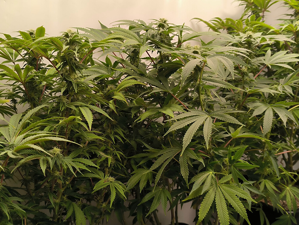 Growreport Bild 1