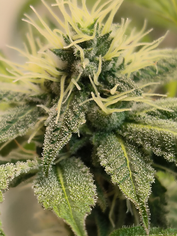 Growreport Bild 8