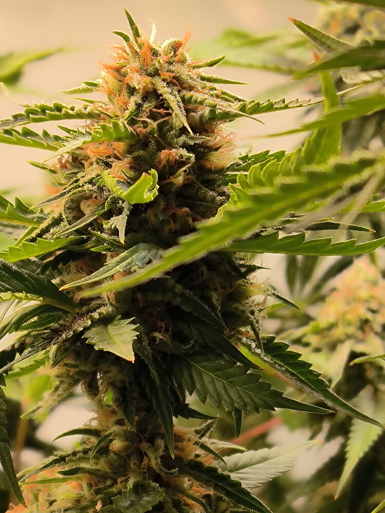 Growreport Bild 10