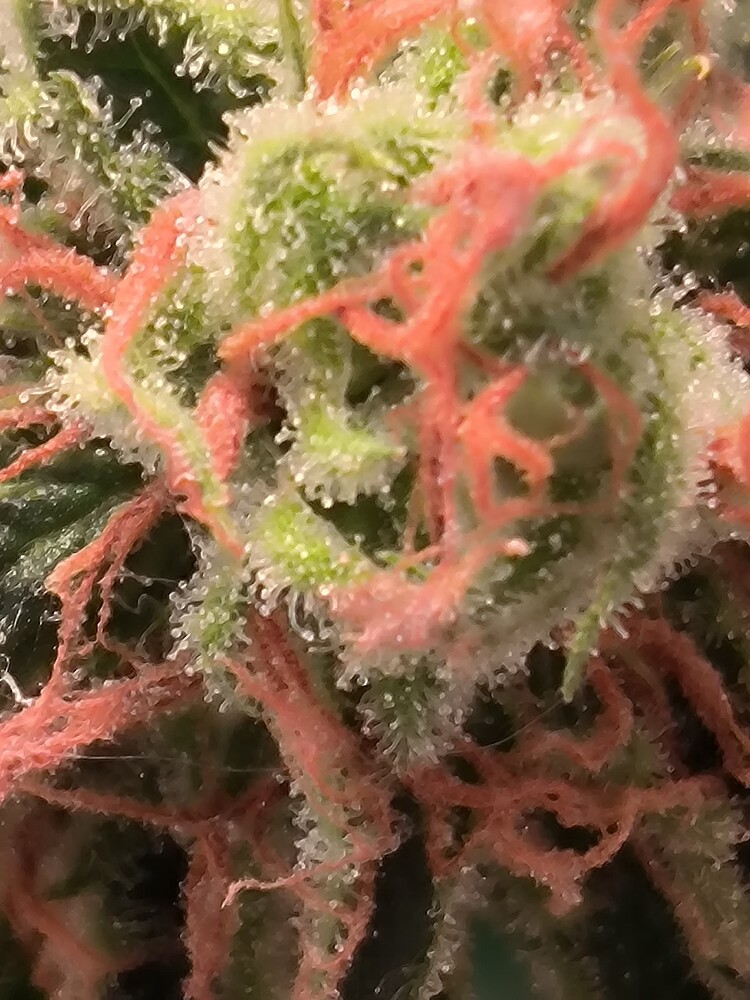 Growreport Bild 20