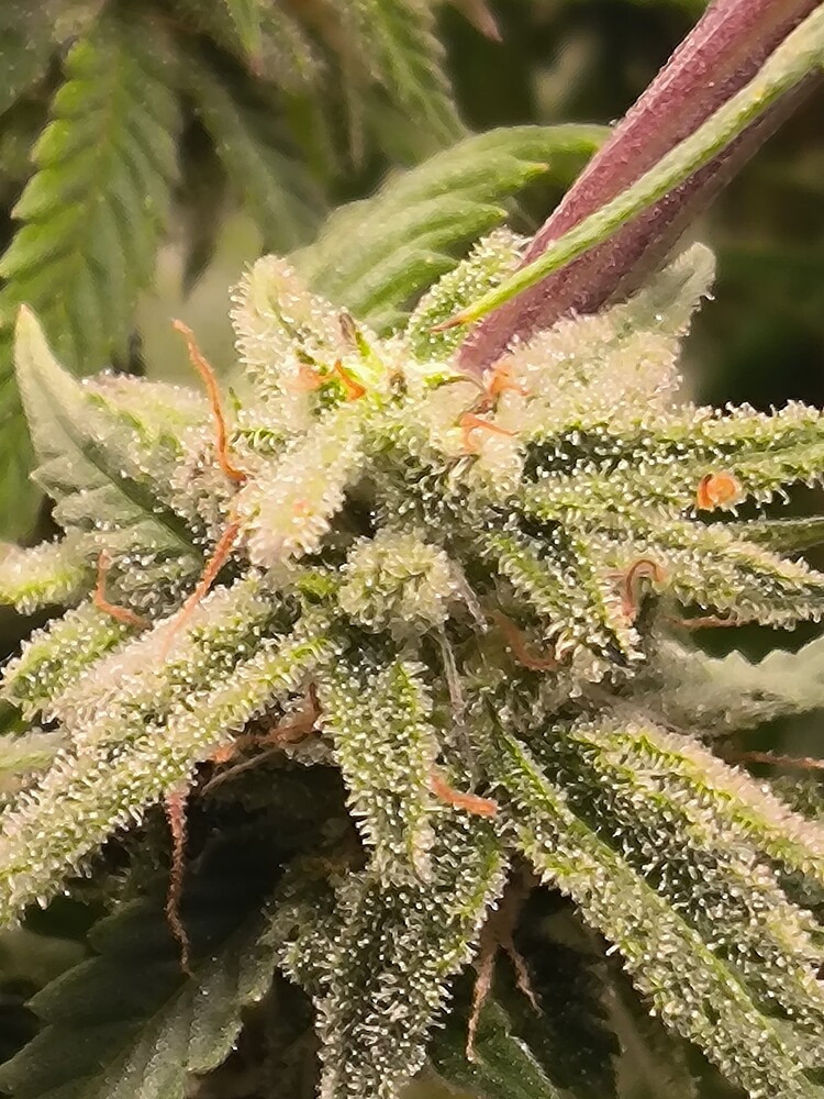 Growreport Bild 20