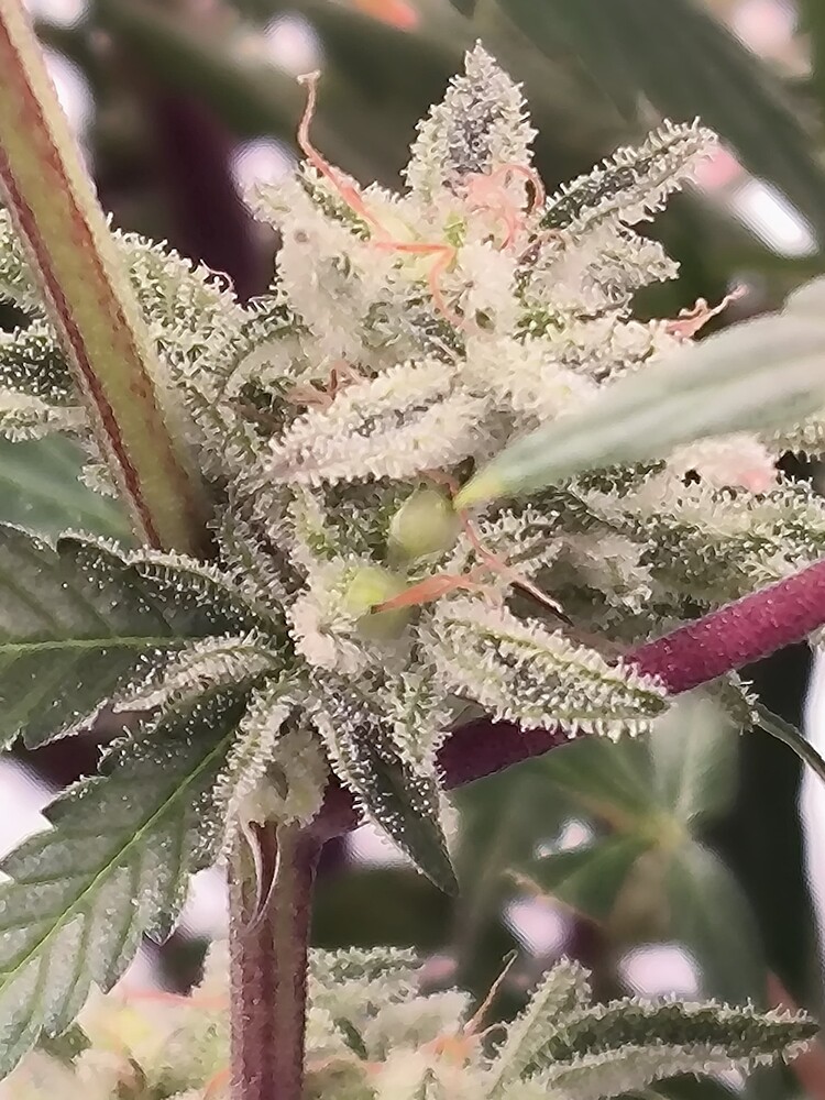 Nahaufnahme eines Cannabis-Buds mit vielen Trichomen und einigen Pistillen.
