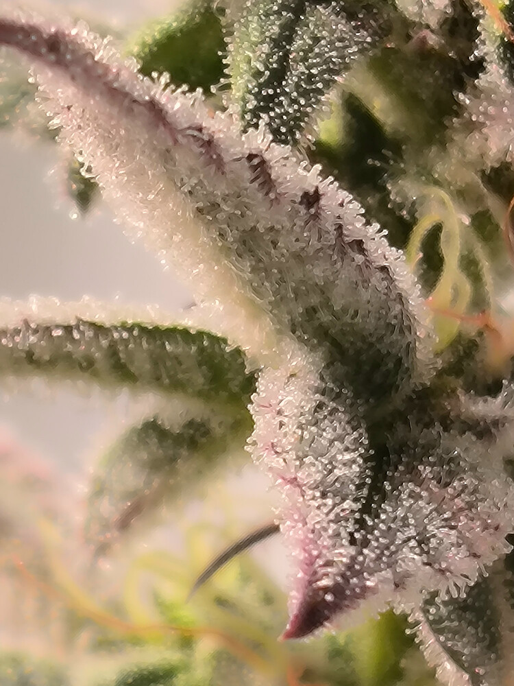 Growreport Bild 8