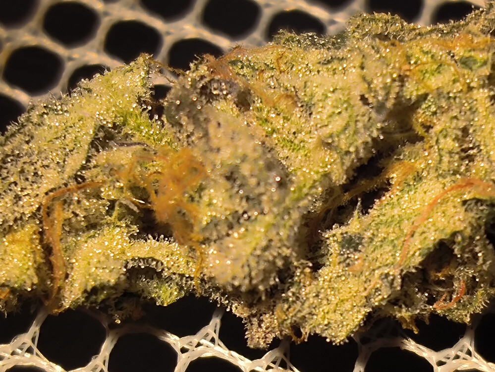 Growreport Bild 27