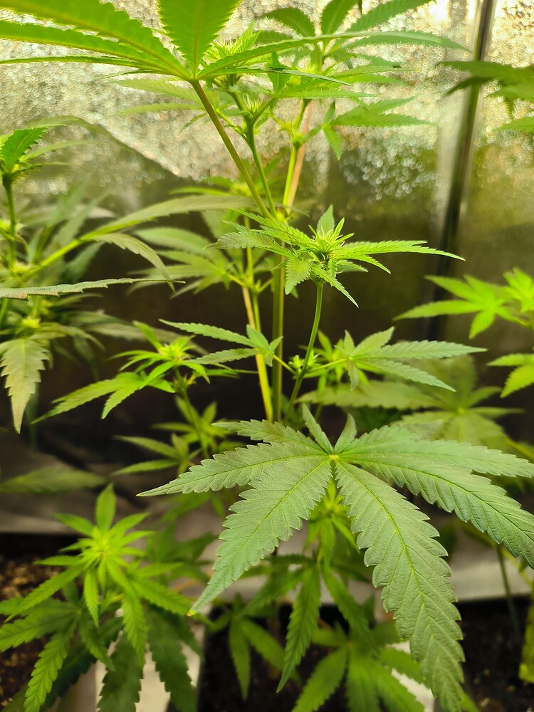 Growreport Bild 20