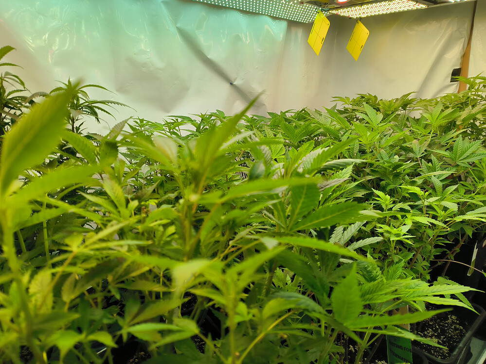 Growreport Bild 5