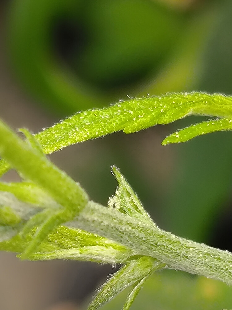 Growreport Bild 4