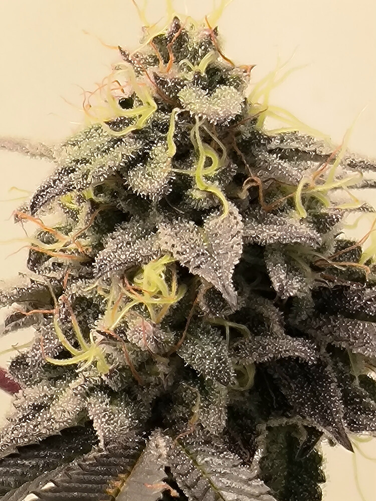 Growreport Bild 7