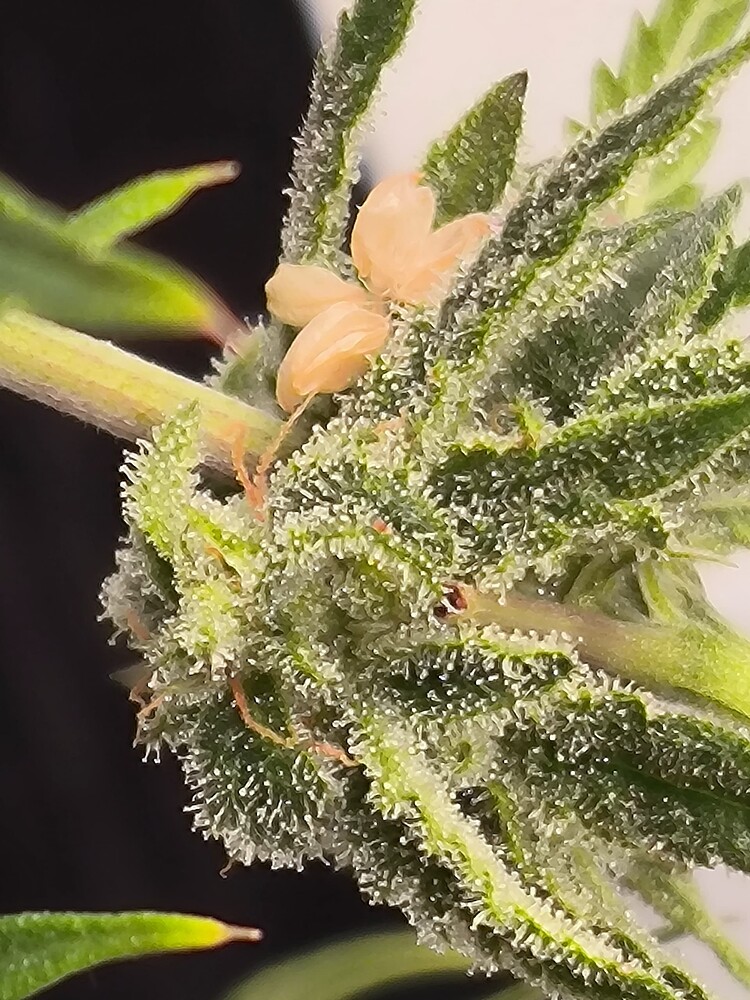 Nahaufnahme eines Cannabis-Buds mit mehreren hellbraunen Samen, die auf den Blütenkelchen liegen.