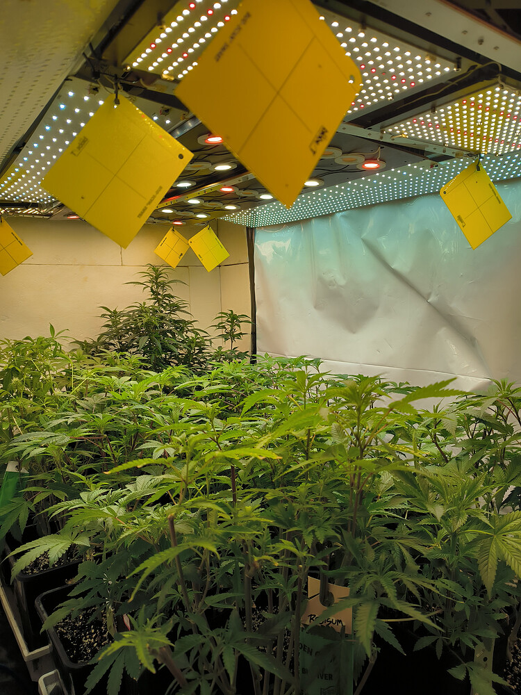 Growreport Bild 3