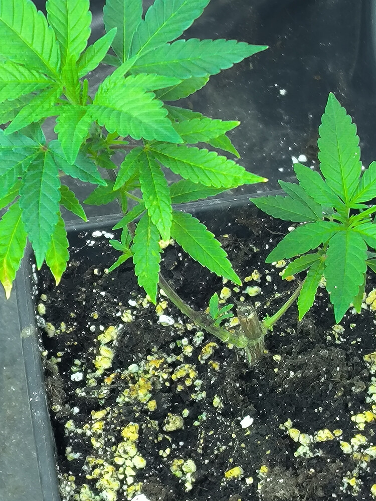 Growreport Bild 2