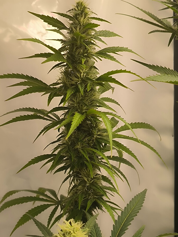 Growreport Bild 80