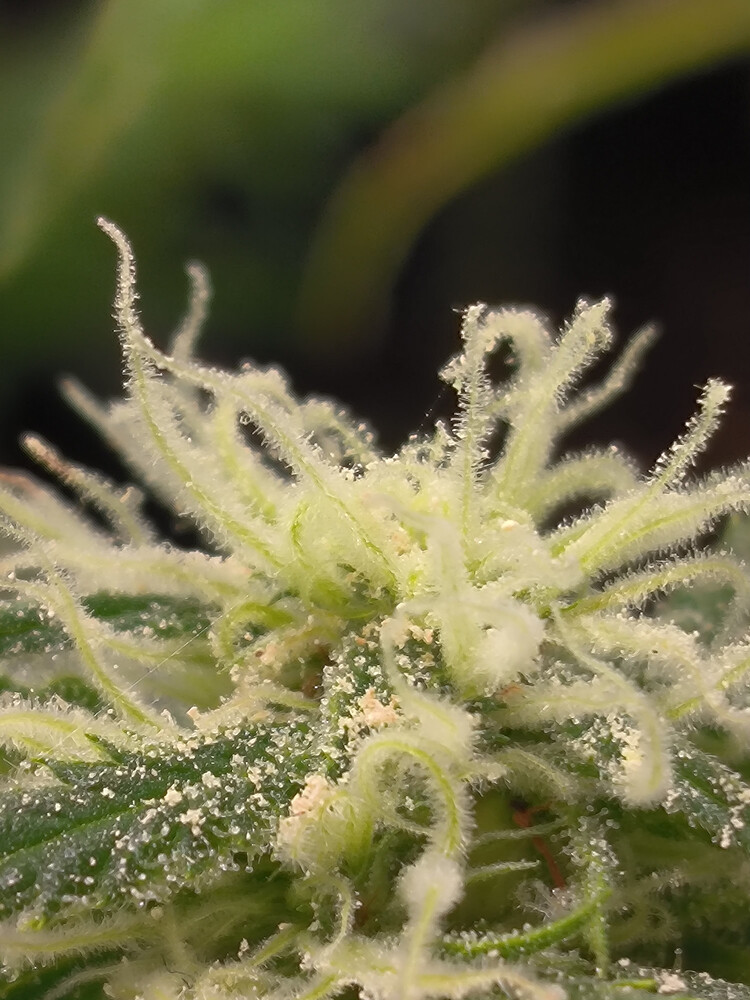 Growreport Bild 5