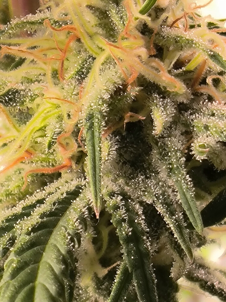 Growreport Bild 4