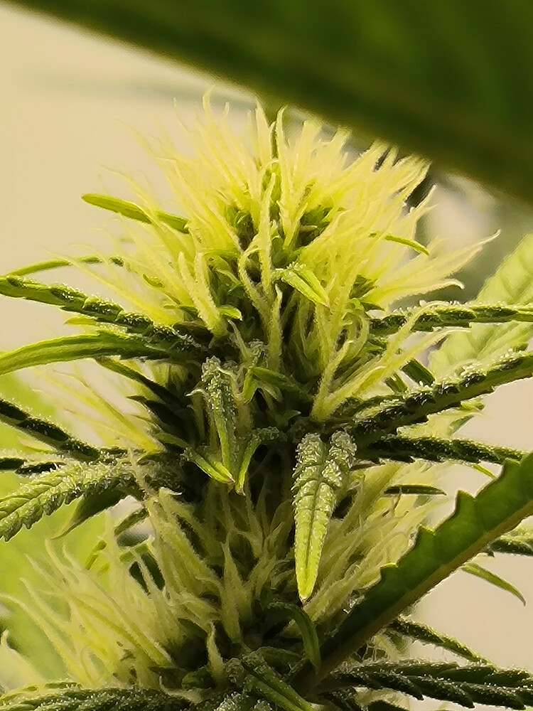 Growreport Bild 72