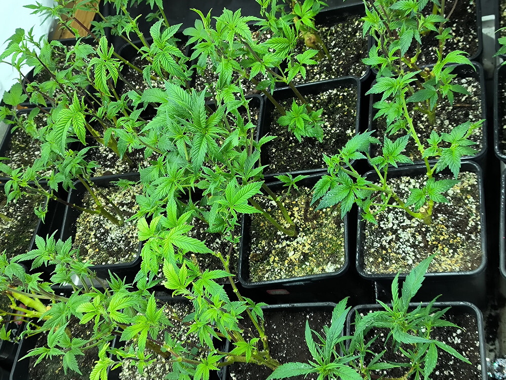 Growreport Bild 8