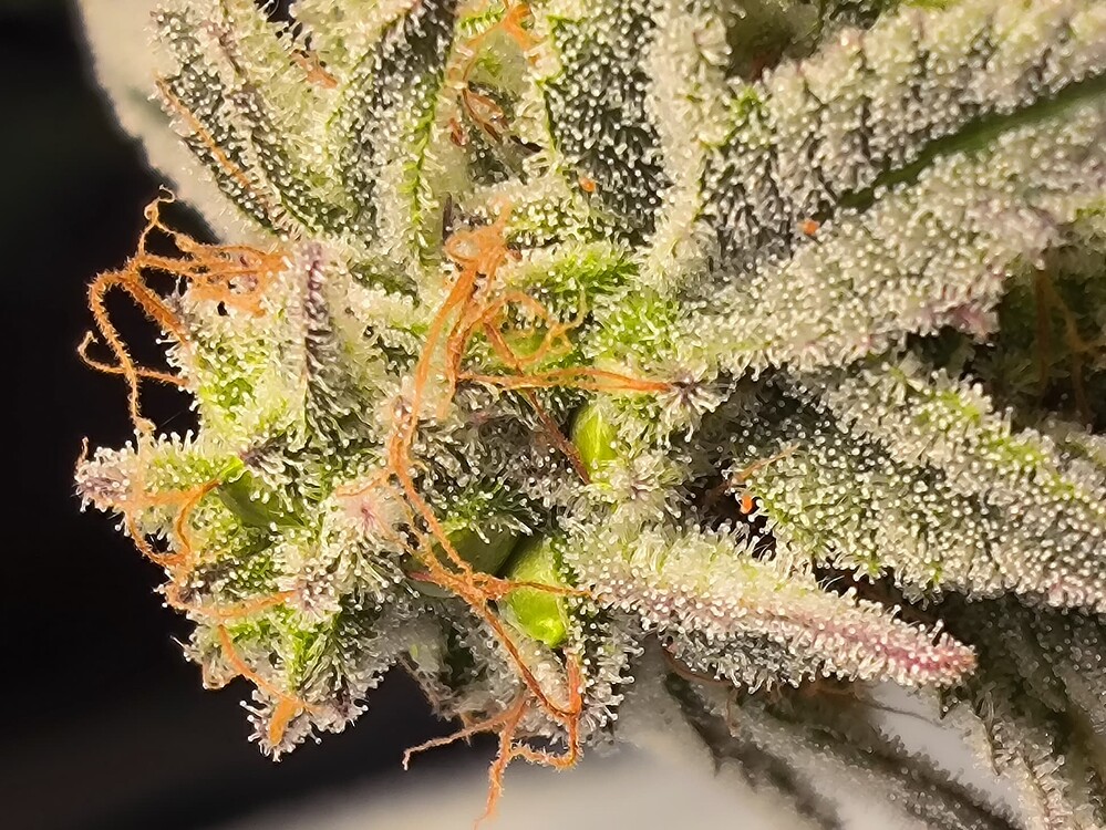 Nahaufnahme eines Cannabis-Buds mit vielen Trichomen und einigen orangefarbenen Stempeln.