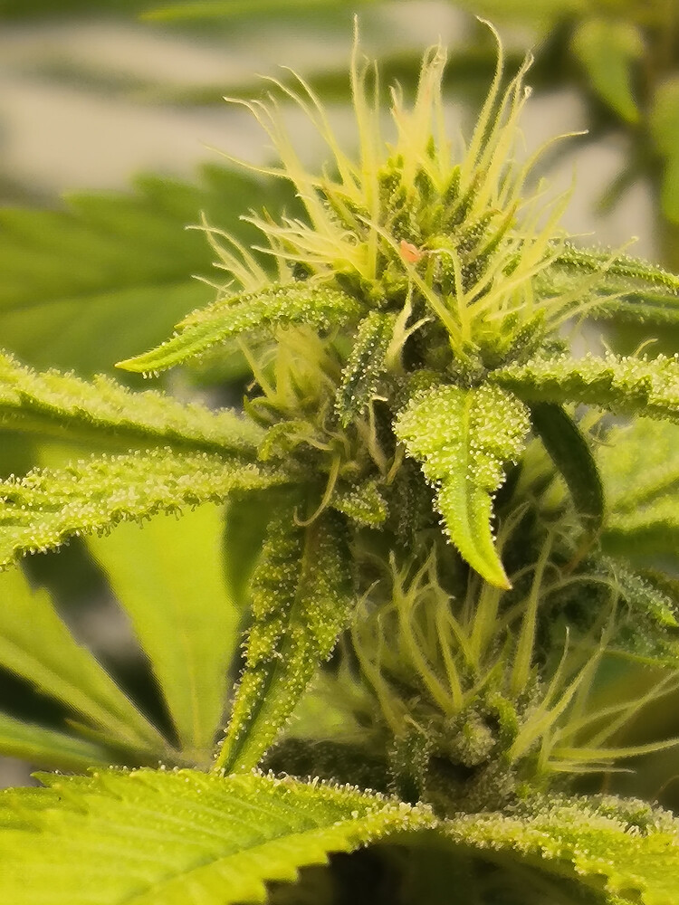 Growreport Bild 5