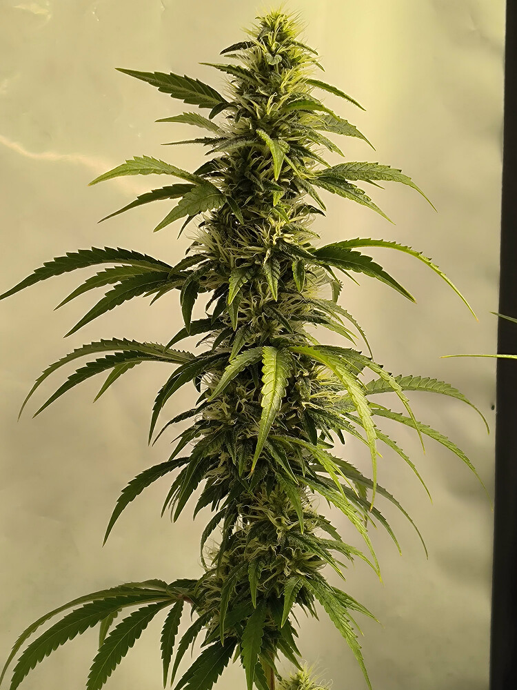 Growreport Bild 91
