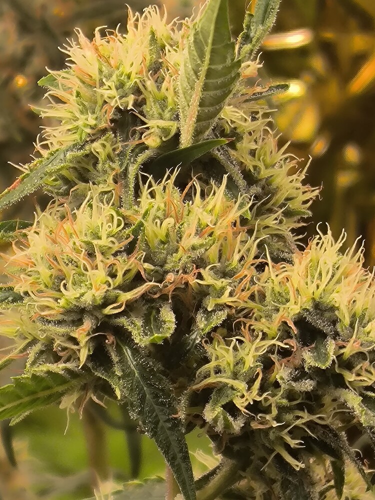 Nahaufnahme eines Cannabis-Buds in der Blütephase, mit vielen weißen und hellgelben Stigmen, die aus den Blütenkelchen herausragen. Die Blüten sind von Trichomen bedeckt und zeigen Anzeichen von Reife.