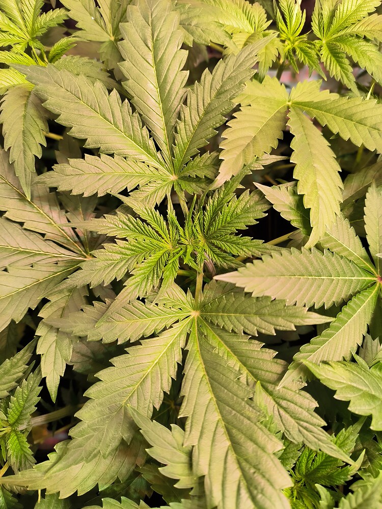 Growreport Bild 16