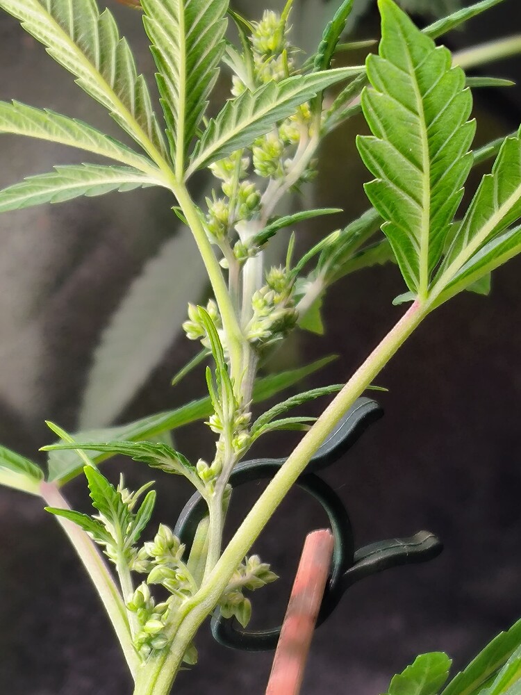 Growreport Bild 8