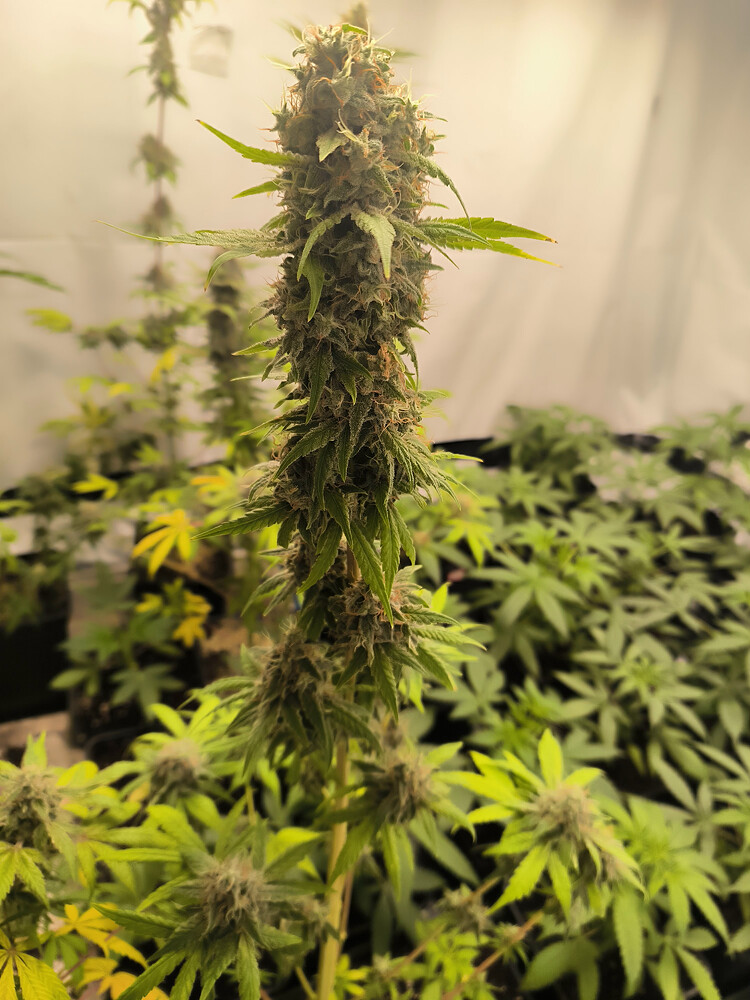 Growreport Bild 22