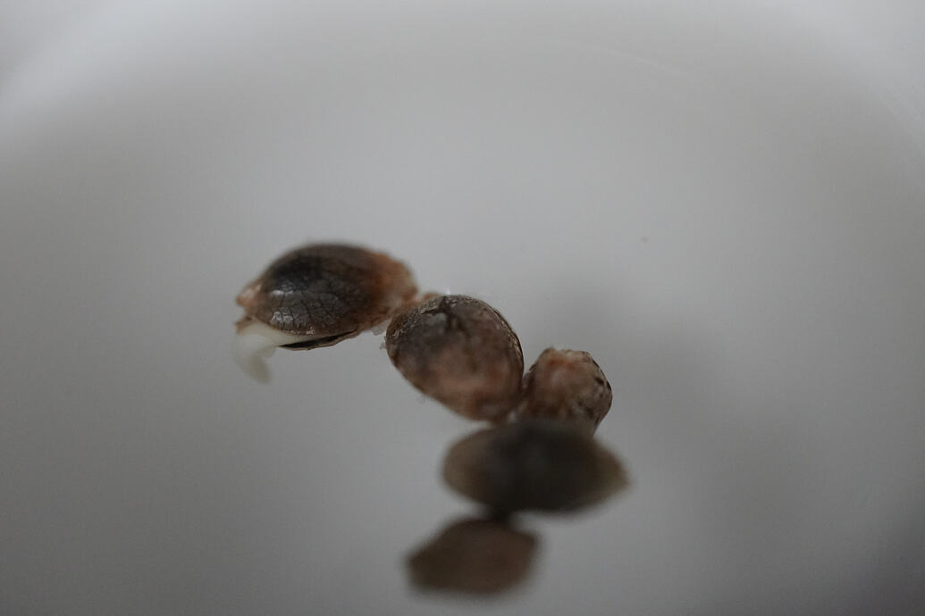 Growreport Bild 4