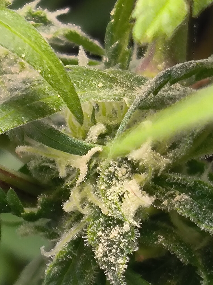 Growreport Bild 6