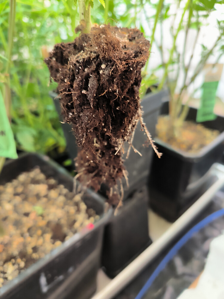 Growreport Bild 4