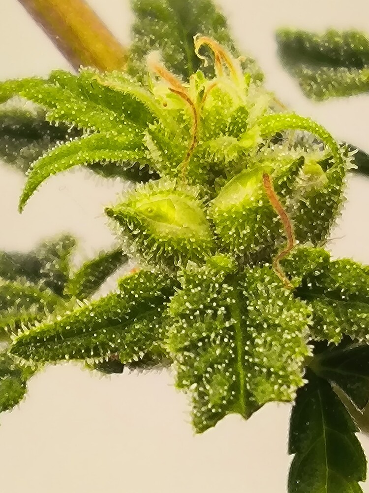 Nahaufnahme eines Cannabis-Buds mit vielen Trichomen und einigen Pistillen.