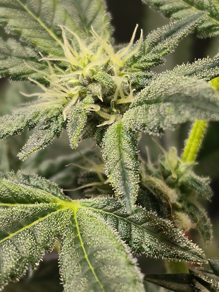 Growreport Bild 8