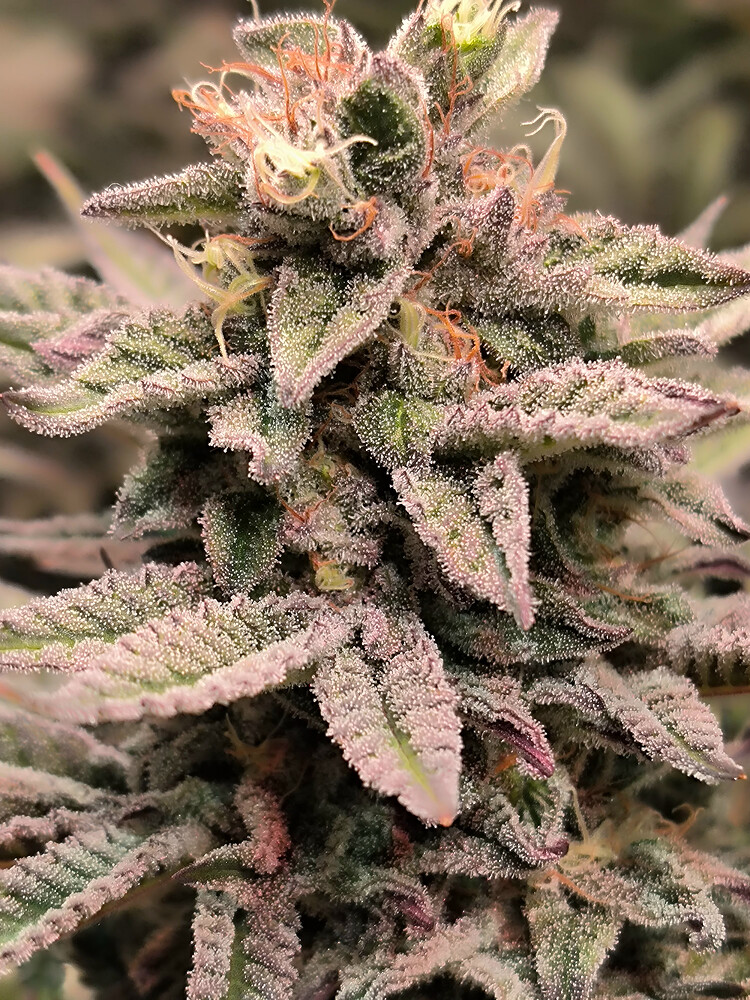 Growreport Bild 14