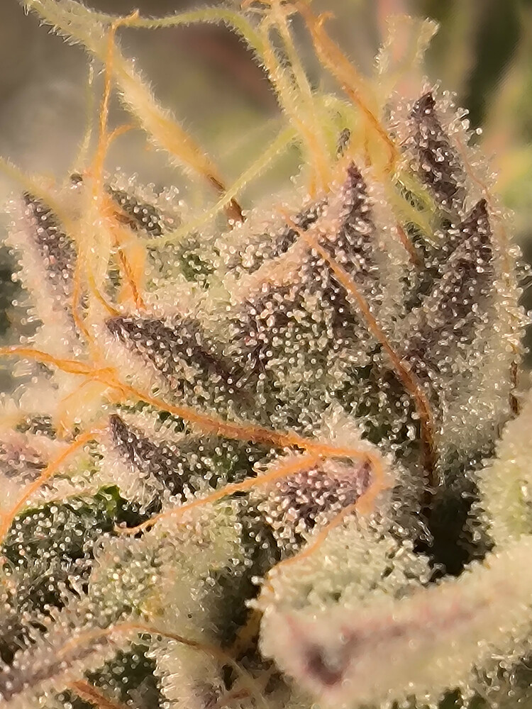 Growreport Bild 7