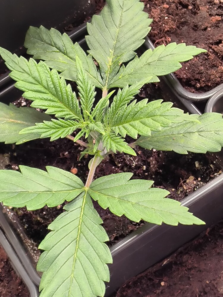 Eine junge Cannabispflanze im Wuchsstadium, etwa 7 Wochen alt, mit mehreren Blattpaaren und einem zentralen Trieb, der aus einem kleinen Topf mit Erde wächst.