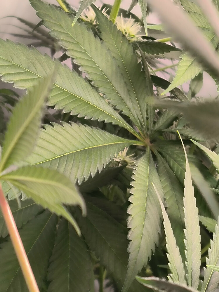 Growreport Bild 11