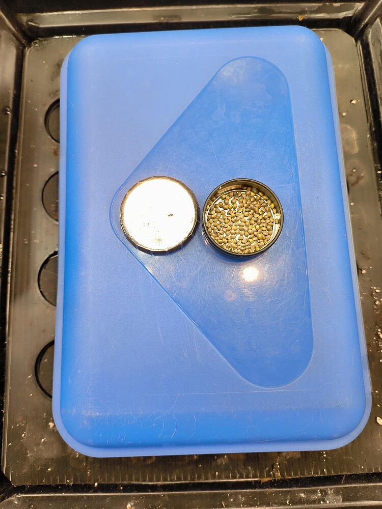 Ein kleines Metallgefäß mit vielen Cannabis-Samen liegt auf einer blauen Plastikbox.