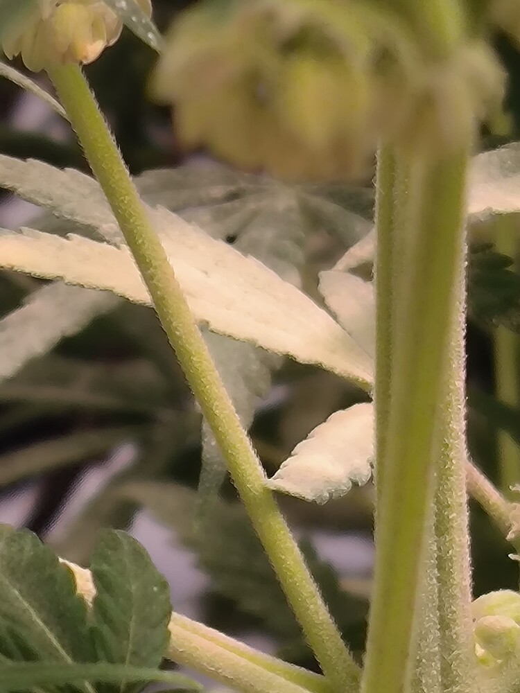Nahaufnahme eines jungen Cannabis-Stammes mit einigen Blättern im Hintergrund. Die Pflanze befindet sich in der Sämlingsphase.