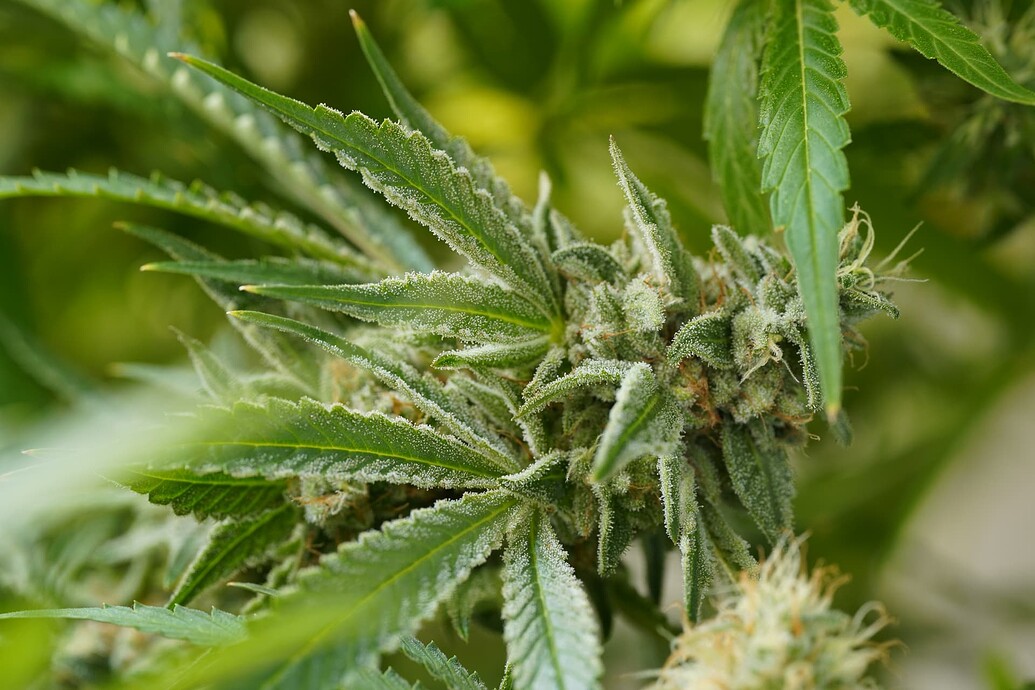 Growreport Bild 5