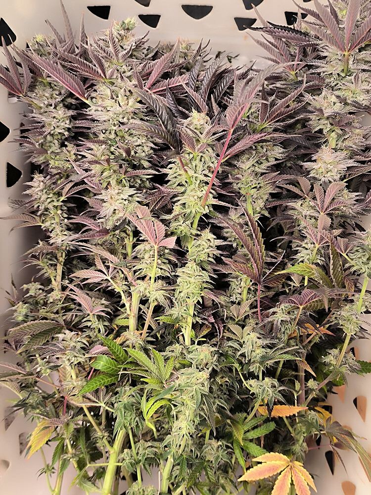 Growreport Bild 1