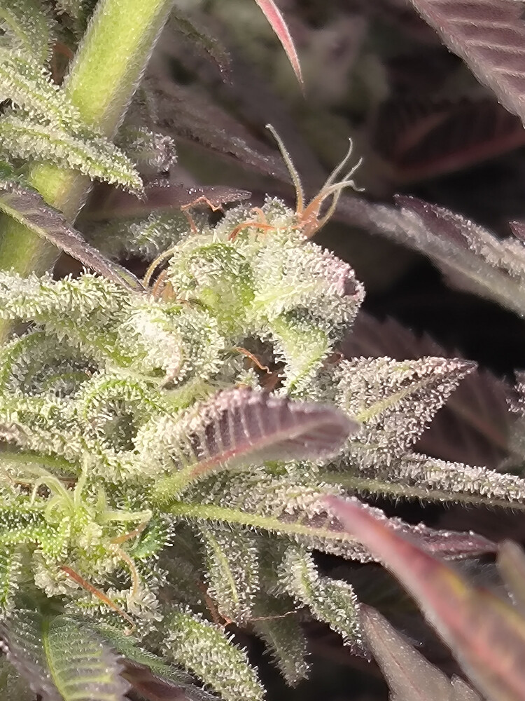 Growreport Bild 2